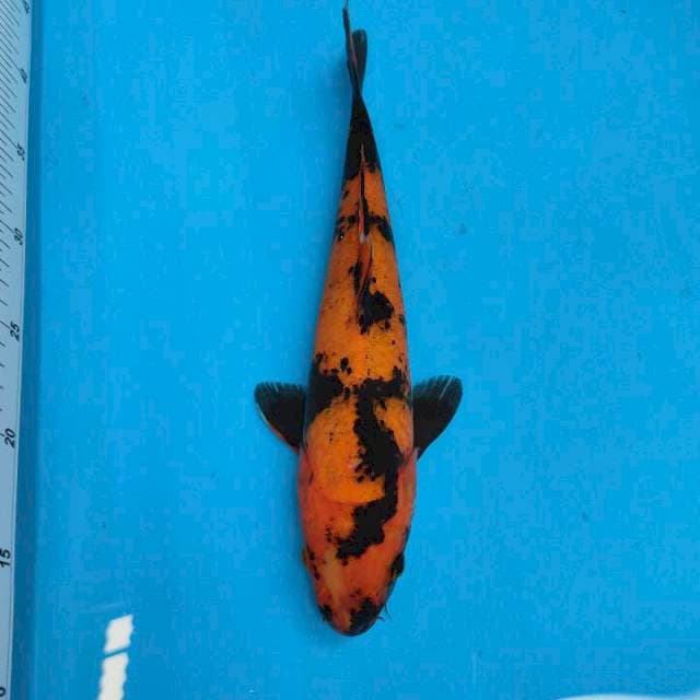 Hi utsuri Special 30 cm