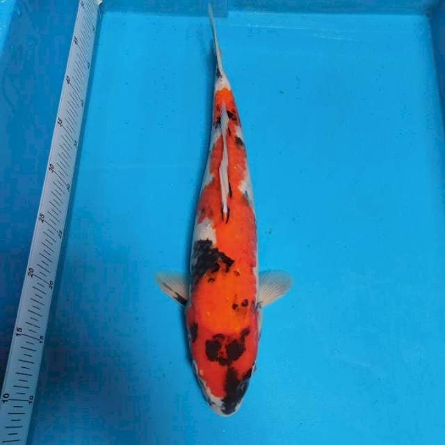 Showa Sansoku 45 cm