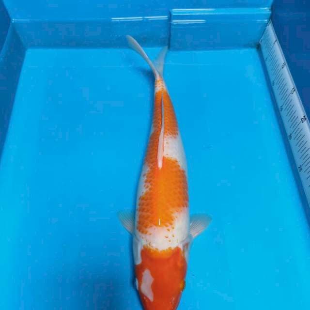 KOHAKU INAZUMA 41cm