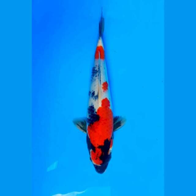 DNR - MARUTEN SHOWA 37cm