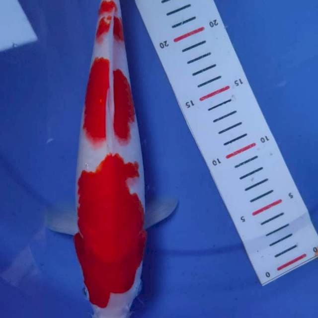 Kohaku 3 step original
