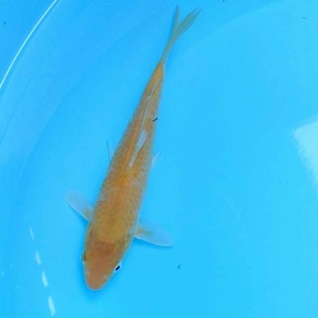 Karasi mata merah 24 cm