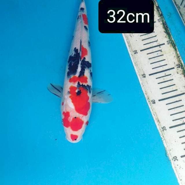 Merona 32cm