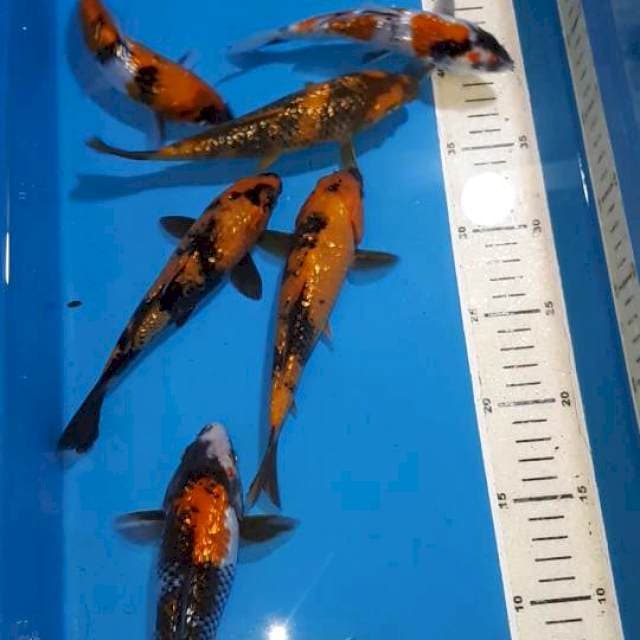 SHOWA & UTSURI GINDRIN 17-21 CM