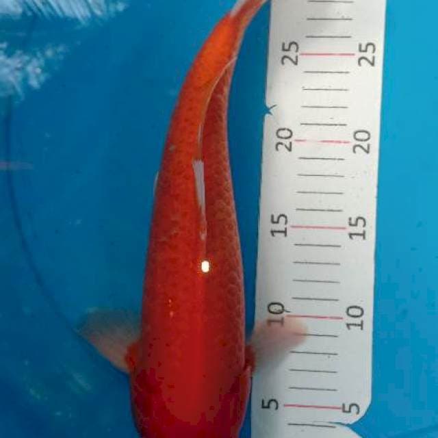 Benigoi