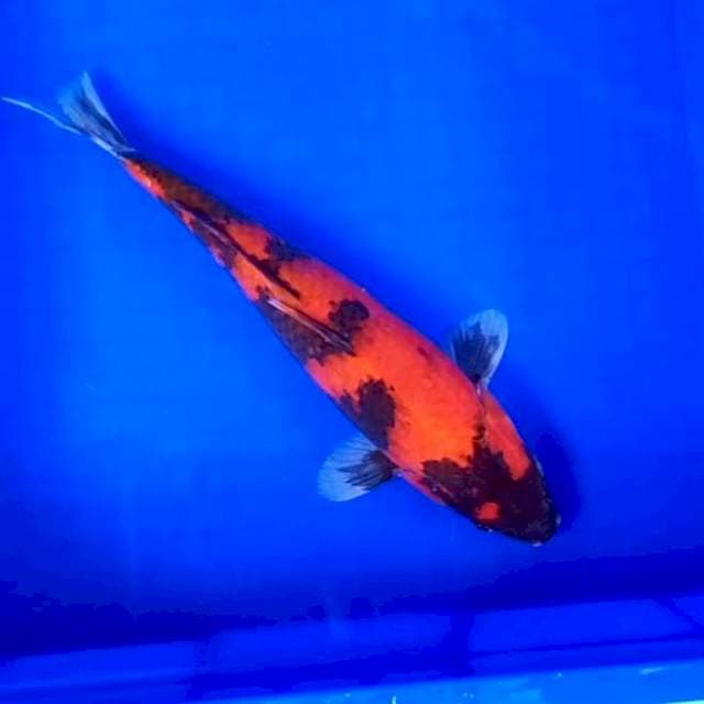 2. Hi Showa || 32 cm