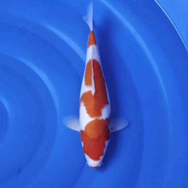 Kohaku step original