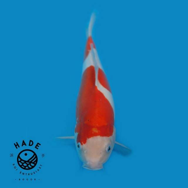 Kohaku Doitsu 46cm