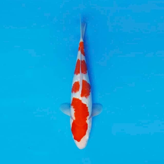 BANZAI 4 - KOHAKU ™
