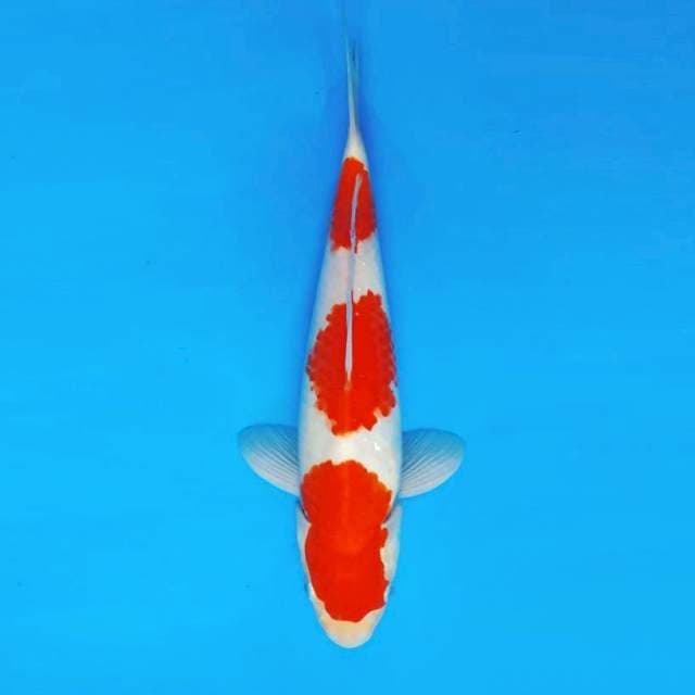 BANZAI 8 - KOHAKU 3 STEPS ™
