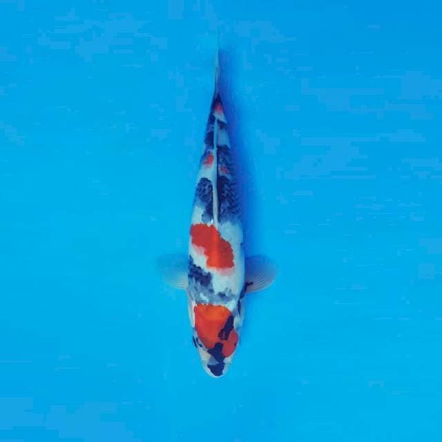 BANZAI 9 - KINDAI SHOWA ™