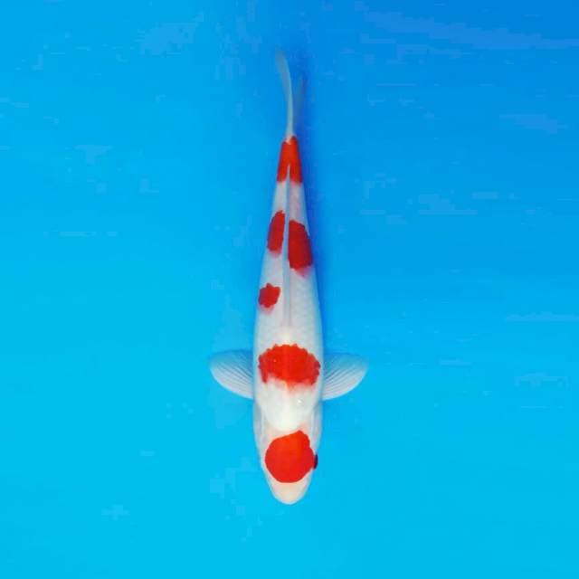 BANZAI 14 - MARUTEN KOHAKU ™