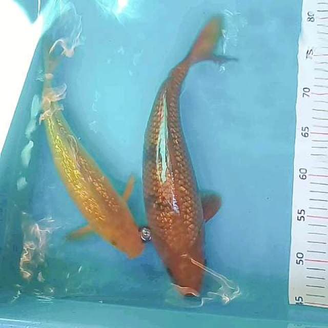 Cagoi 35 bu+midori ginrin 28 cm