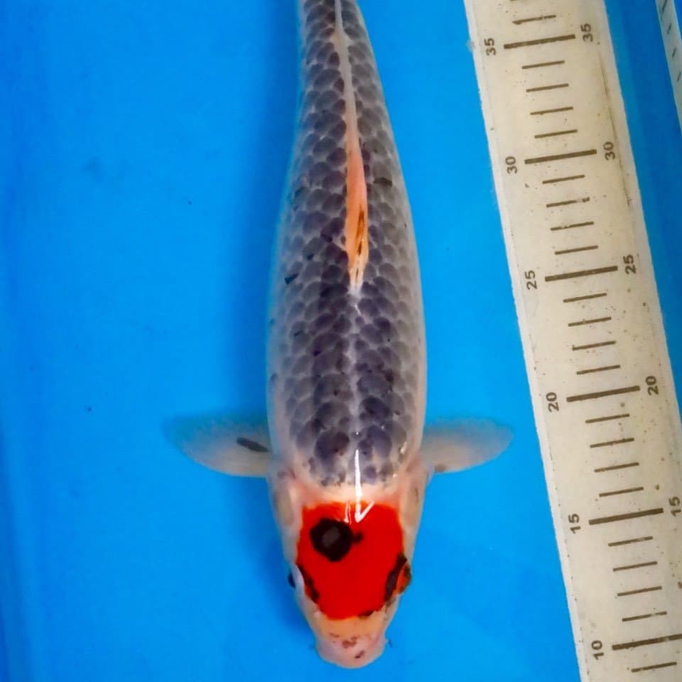 Tancho Goshiki