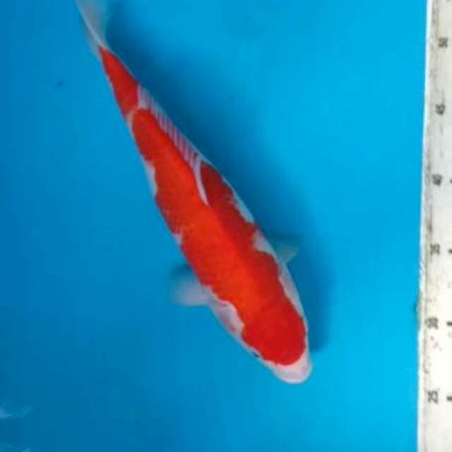 KOHAKU#1