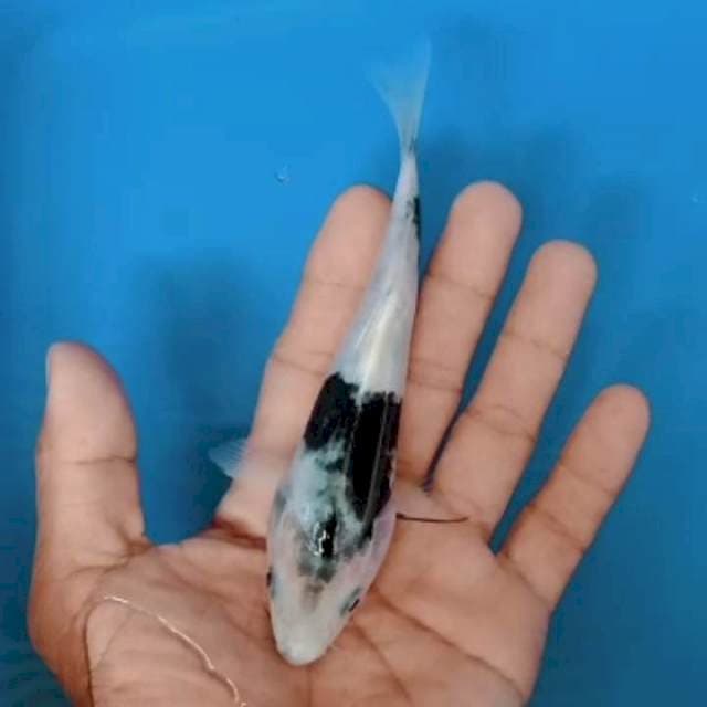 Black Shiro kendit