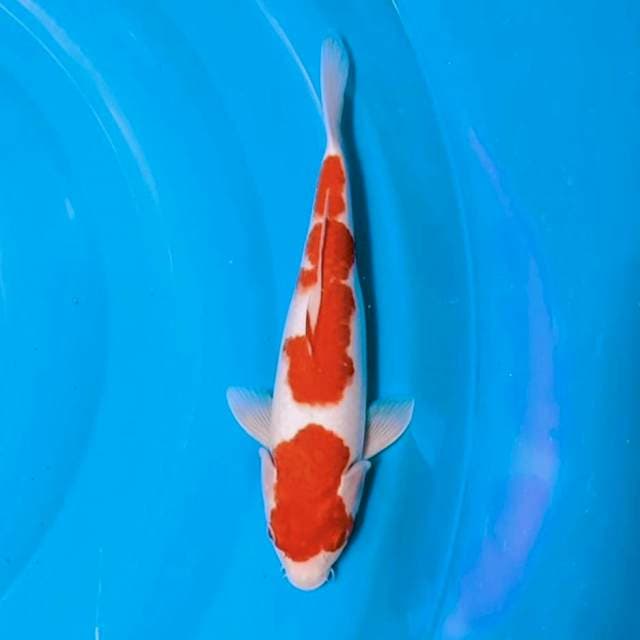Kohaku jempol