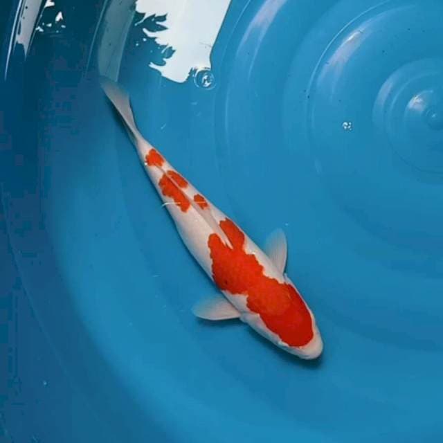 Kohaku mantul