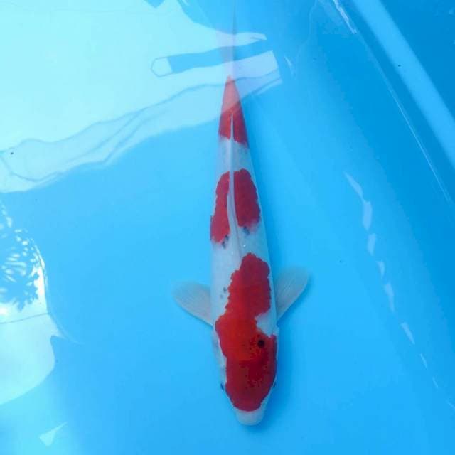 ORI sandan goshiki 35cm