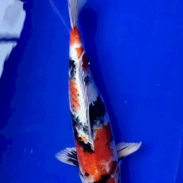 Showa 39cm top