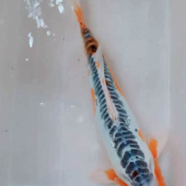 Shusui F 1 , Jumbo Male