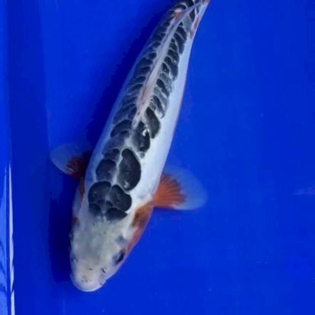 Shusui 34cm top