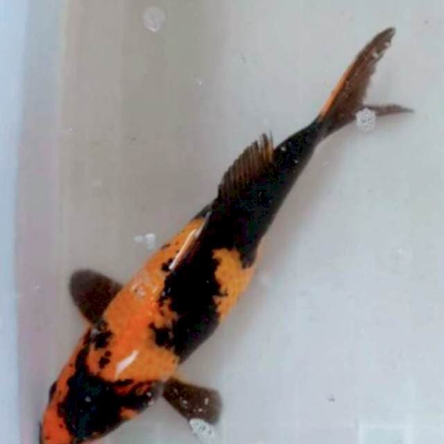 Hi Utshuri, 47 cm, Male