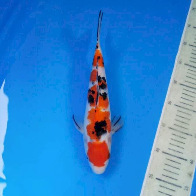 Maruten Sanke female 31 cm