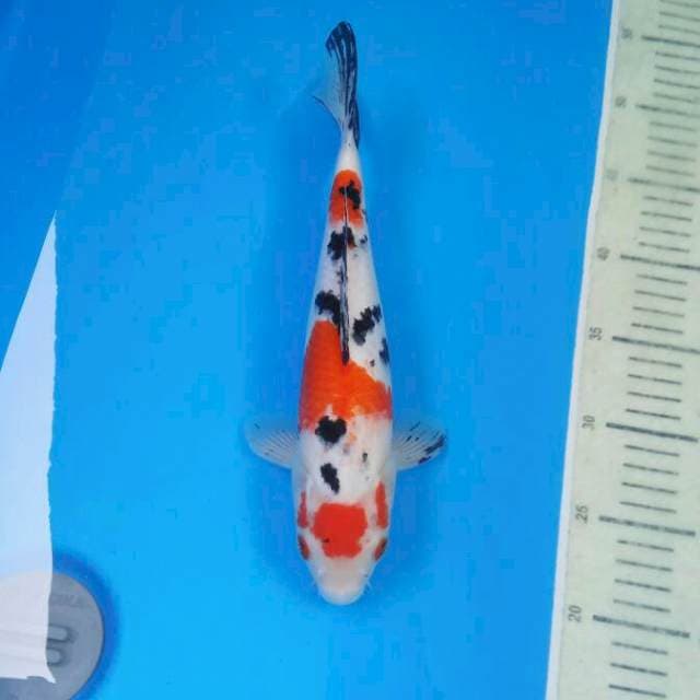 Sanke female 31 cm