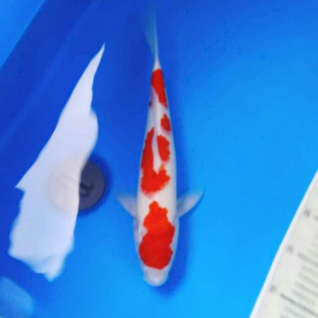 Kohaku 37 cm