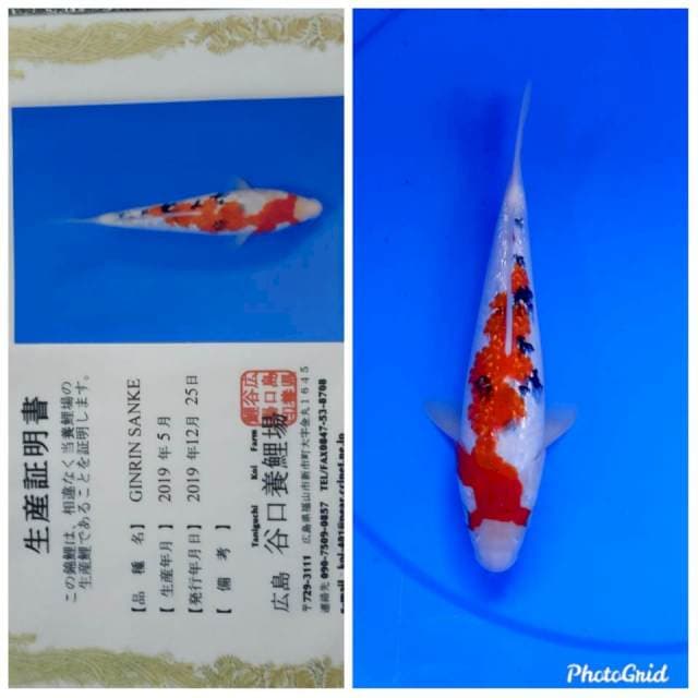 Ginrin sanke tosai jumbo taniguchi
