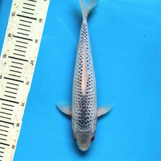 Asahi 36cm Male
