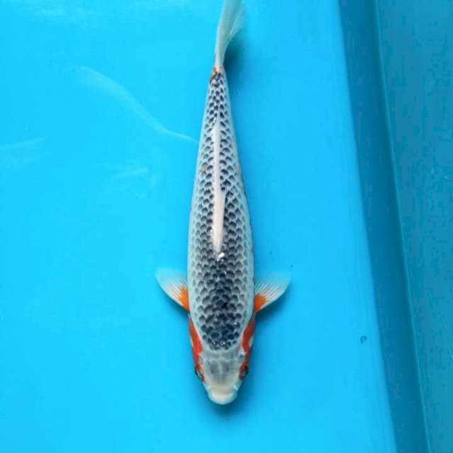 Asahi 35cm Male