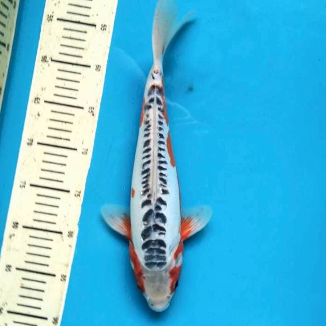 Shusui 35cm Female