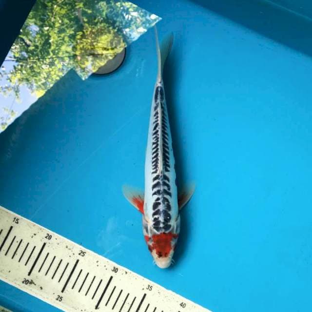 Tancho shusui 34cm Male