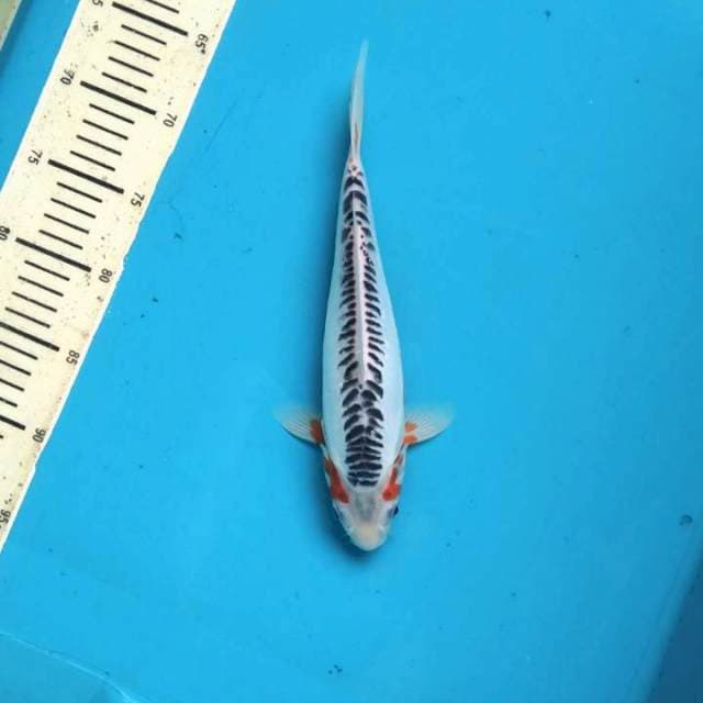 Shusui 28cm Female