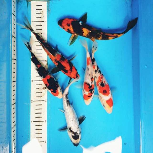 PAKET MIx 17-22 cm ( 6 ekor )
