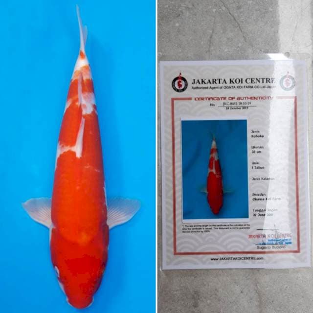 Okawa kohaku 36cm sertifikat