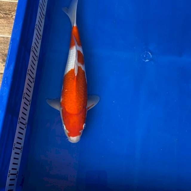 Kohaku Momotaro, Certi Breeder, 35 Cm