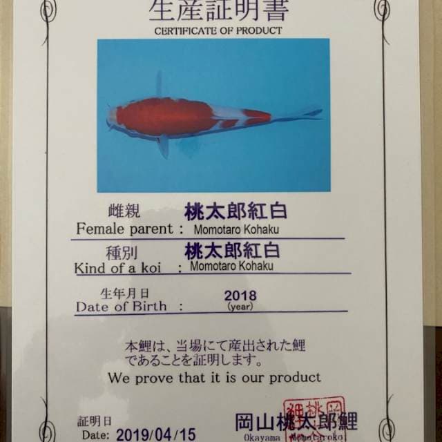 Kohaku Momotaro, Certi Breeder, 35 Cm