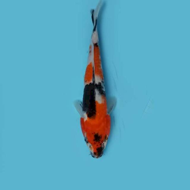 ND XERHIRO 25CM