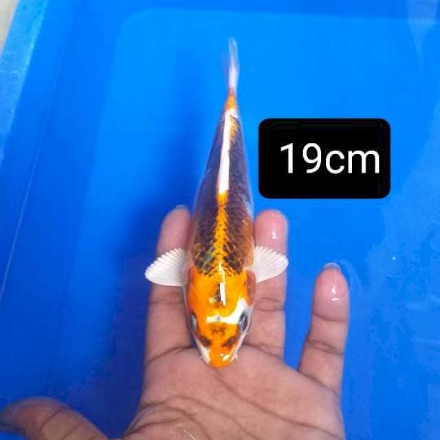 Hikari tebal