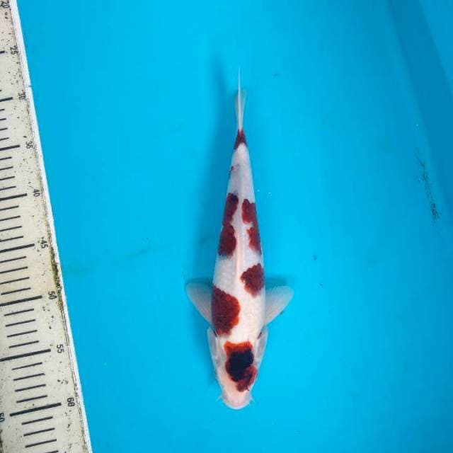 Maruten Goromo