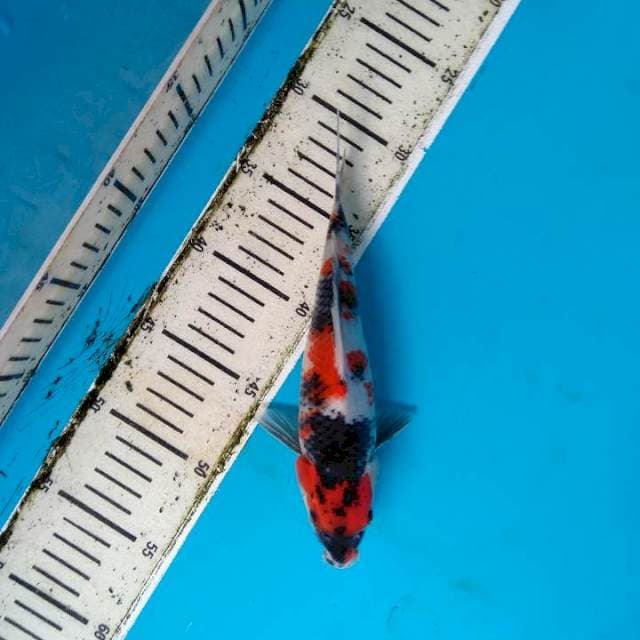 Maruten Showa