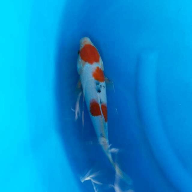 Maruten sanke 29cm