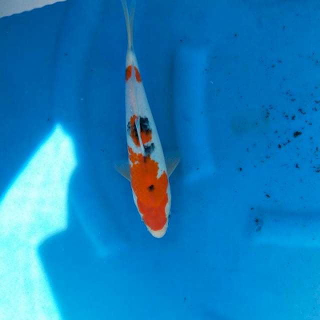 Sanke 26cm