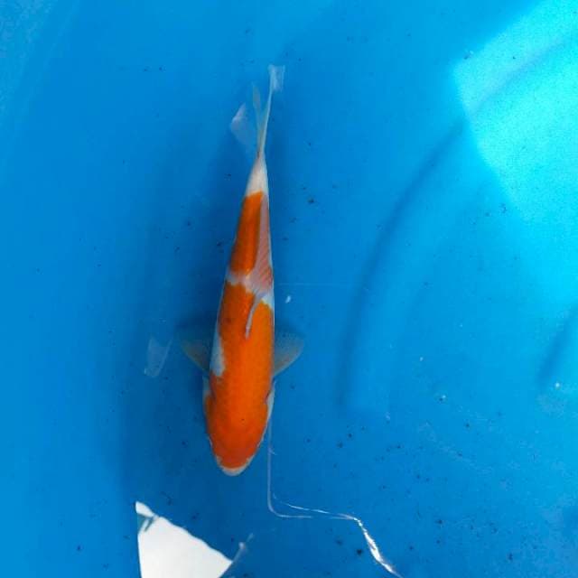 Kohaku 27cm