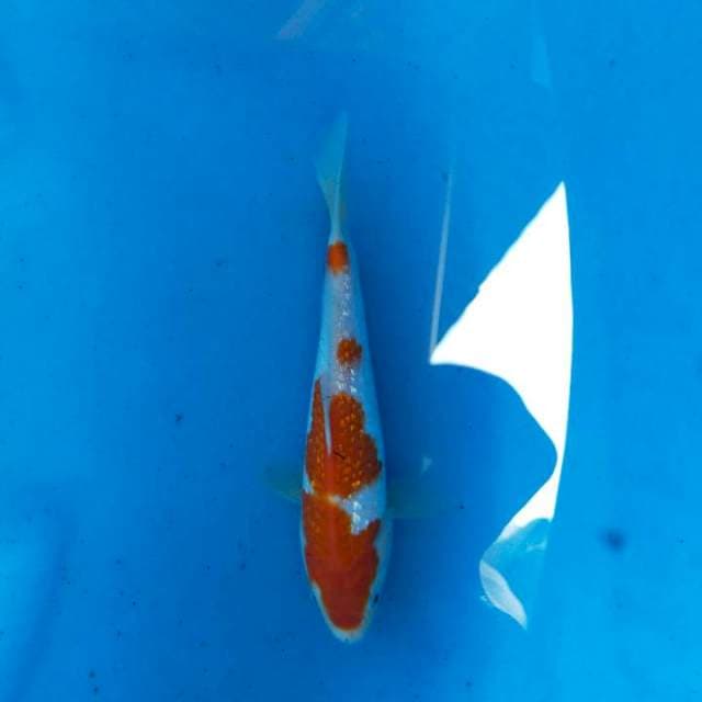 Kohaku gindrin 19cm
