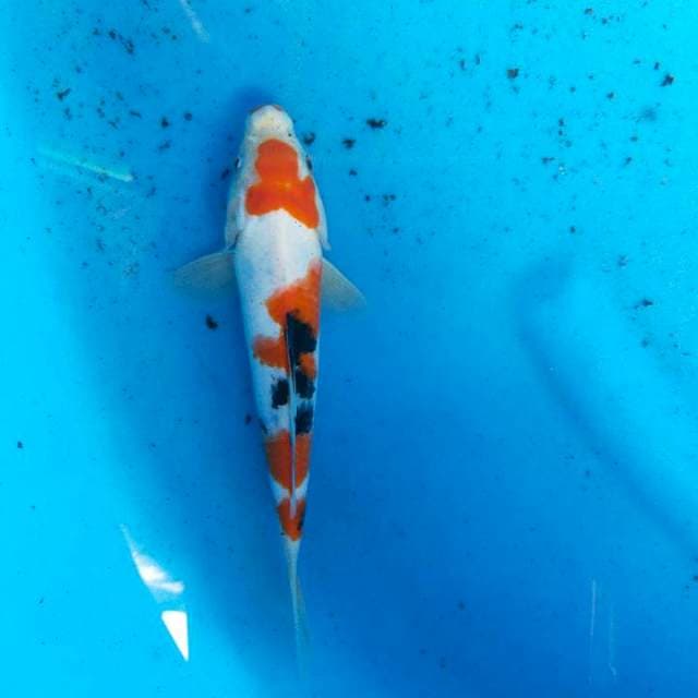 Sanke 21cm