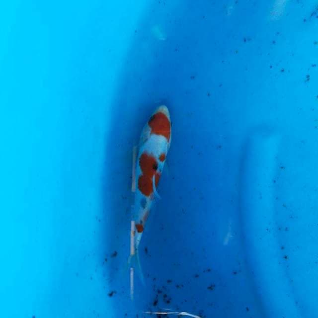Sanke 20cm